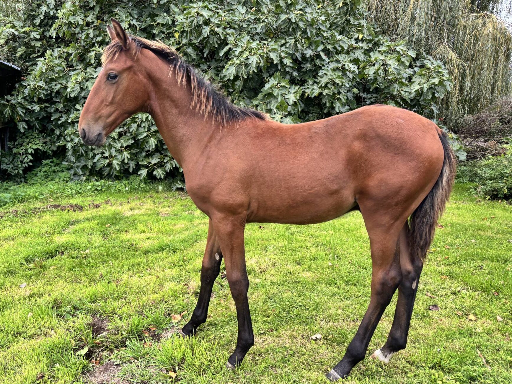 Policeman D&rsquo;IDEF